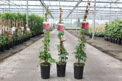 [P] Parthenocissus tricuspidata 'Veitchii' cont. 3L hoch 80-100 cm +B