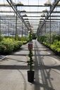 Parthenocissus tricuspidata 'Veitchii' cont. 3L hoog 80-100 cm +f
