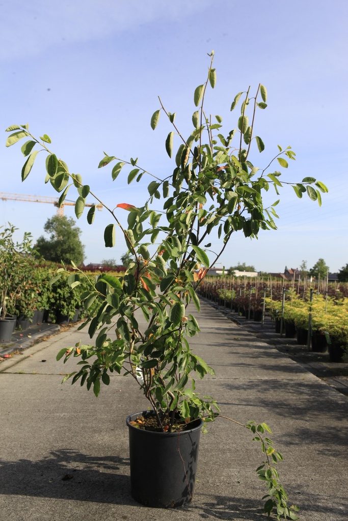 [P] Amelanchier lamarckii cont. 18L 125/+ cm +f