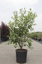 Amelanchier lamarckii cont. 18L 125/+ cm +ф