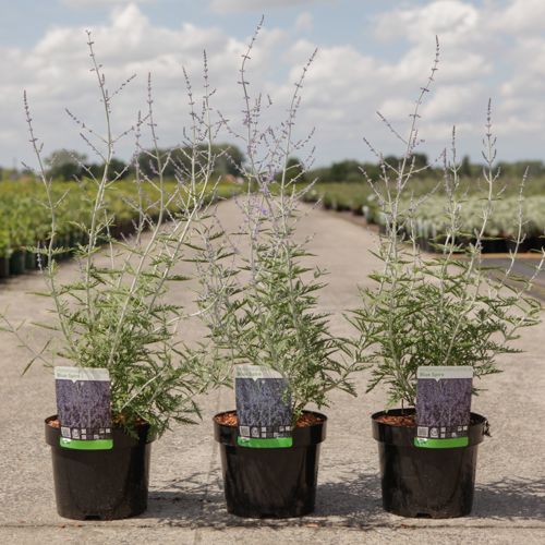 Perovskia atriplicifolia 'Blue Spire' cont. 3,6L 40/+ cm +B