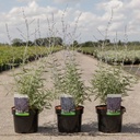 Perovskia atriplicifolia 'Blue Spire' cont. 3,6L 40/+ cm +ф