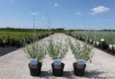 Perovskia atriplicifolia 'Blue Spire' cont. 3,6L 40/+ cm +p