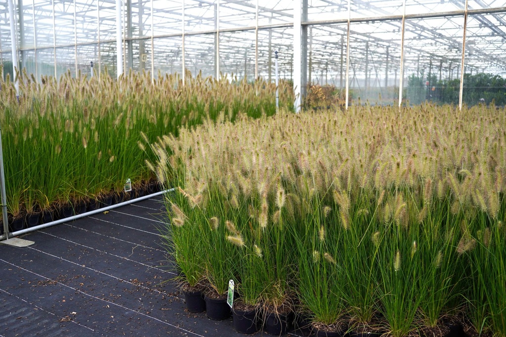 [P] Pennisetum alopecuroides 'Hameln' Kont. 1,5L