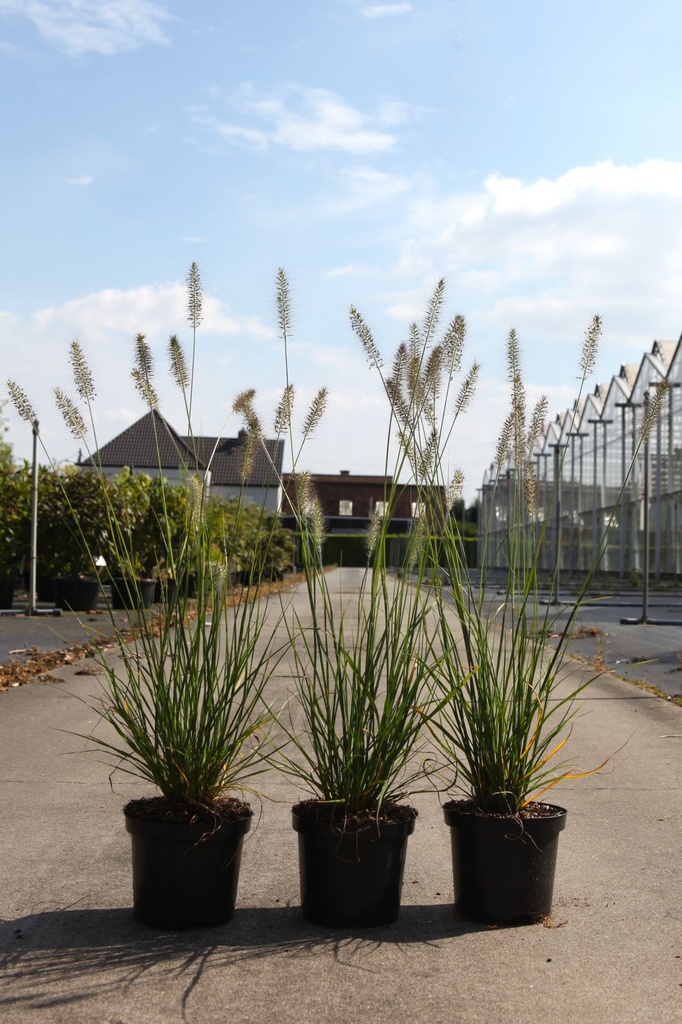 Pennisetum alopecuroides 'Hameln' cont. 1,5L