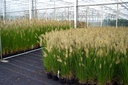 Pennisetum alopecuroides 'Hameln' cont. 1,5L