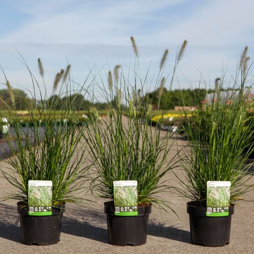 Pennisetum alopecuroides 'Hameln' cont. 3,6L +B