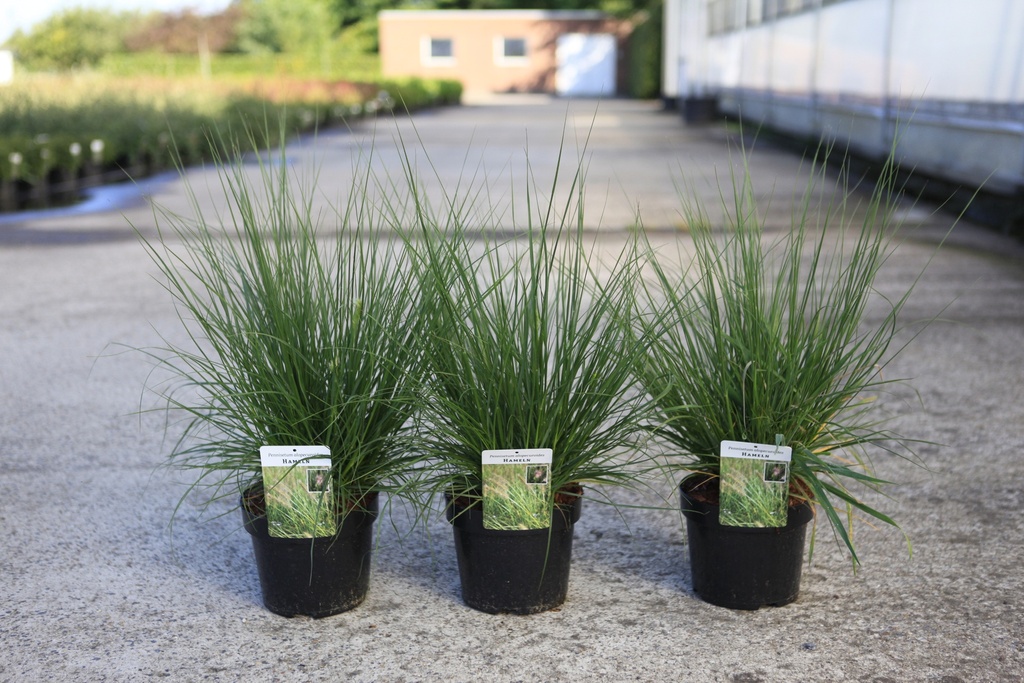 [P] Pennisetum alopecuroides 'Hameln' cont. 3,6L +f