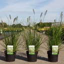 Pennisetum alopecuroides 'Hameln' cont. 3,6L +p