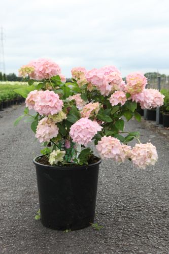 Hydrangea macrophylla 'Bouquet Rose' cont. 25L 60-70 cm +ф