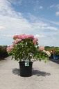 Hydrangea macrophylla 'Bouquet Rose' cont. 25L 60-70 cm +p