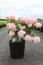 Hydrangea macrophylla 'Bouquet Rose' cont. 25L 60-70 cm +p