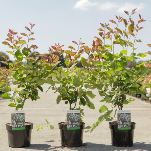 Amelanchier lamarckii cont. 3,6L 60-80 cm +B