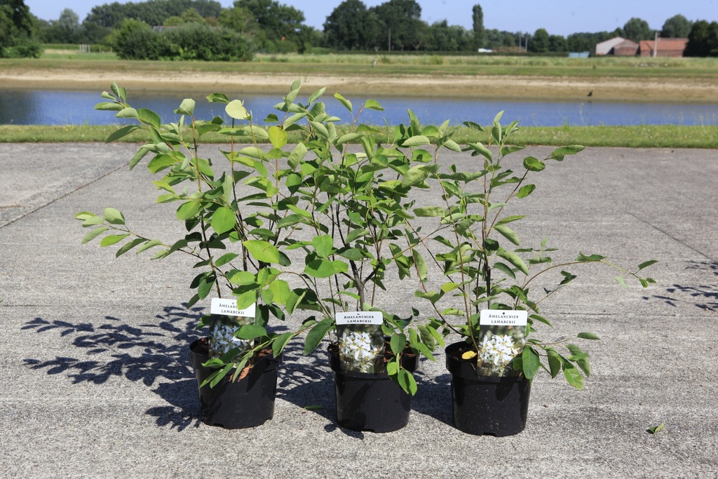 [P] Amelanchier lamarckii cont. 3,6L 60-80 cm +f