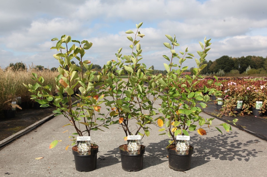 [P] Amelanchier lamarckii cont. 3,6L 60-80 cm +p