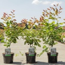 Amelanchier lamarckii cont. 3,6L 60-80 cm +p