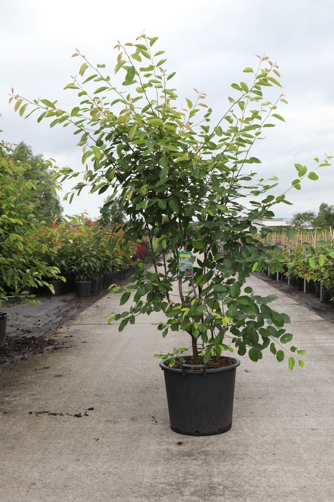 Amelanchier lamarckii cont. 25L hoogstam 6-8
