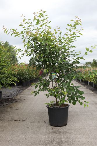 [P] Amelanchier lamarckii cont. 25L standard 6-8