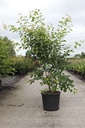 Amelanchier lamarckii cont. 25L hoogstam 6-8