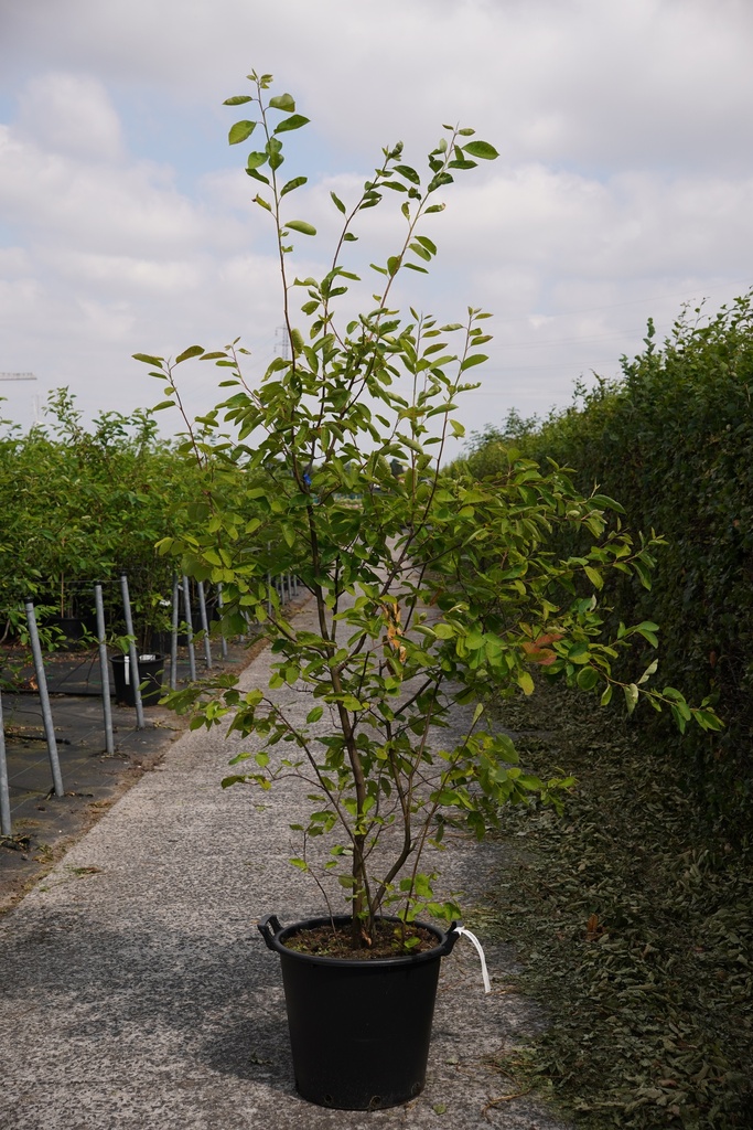[P] Amelanchier lamarckii cont. 35L 175/+ cm cépée