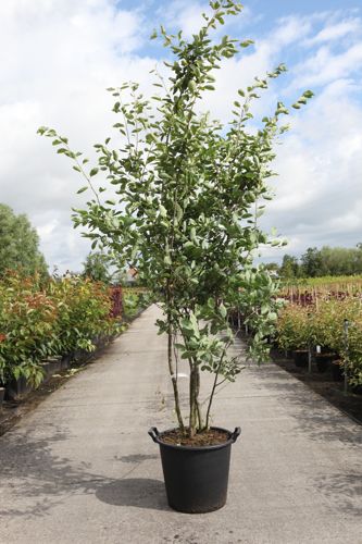 [P] Amelanchier lamarckii cont. 35L 175/+ cm multi-stem