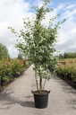 Amelanchier lamarckii cont. 35L 175/+ cm Multistamm