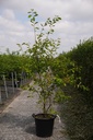 Amelanchier lamarckii cont. 35L 175/+ cm multi-stem