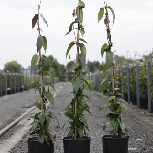 [P] Lonicera henryi 'Copper Beauty' (PBR) cont. 3L haut 80-100 cm +p