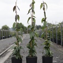 Lonicera henryi 'Copper Beauty' (PBR) cont. 3L high 80-100 cm +ф