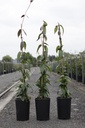 Lonicera henryi 'Copper Beauty' (PBR) cont. 3L hoog 80-100 cm +f