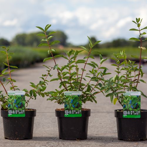 [P] Lonicera kamtschatica 'Balalaika®' cont. 3,6L 30-40 cm +B