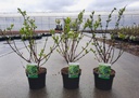 Lonicera kamtschatica 'Balalaika®' cont. 3,6L 30-40 cm +p