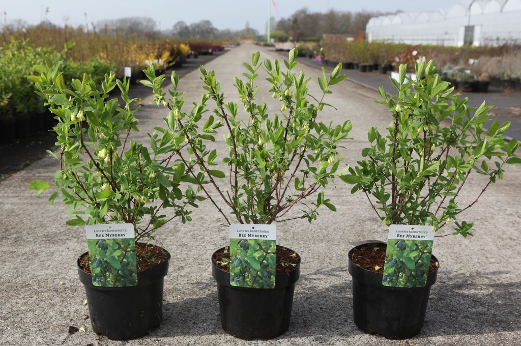 Lonicera kamtschatica 'Bee' MYBERRY cont. 3,6L 30-40 cm +ф