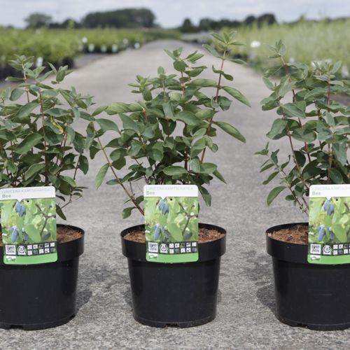 [P] Lonicera kamtschatica 'Bee' MYBERRY cont. 3,6L 30-40 cm +p