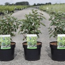 Lonicera kamtschatica 'Bee' MYBERRY cont. 3,6L 30-40 cm +ф
