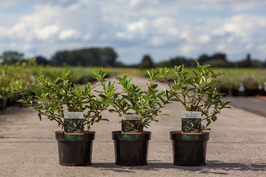 Lonicera kamtschatica 'Blue Velvet' cont. 3,6L 30-40 cm +f