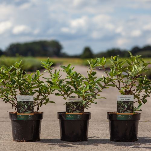 [P] Lonicera kamtschatica 'Blue Velvet' cont. 3,6L 30-40 cm +p