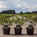 Lonicera kamtschatica 'Blue Velvet' cont. 3,6L 30-40 cm +ф