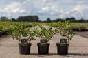 Lonicera kamtschatica 'Blue Velvet' cont. 3,6L 30-40 cm +f