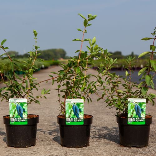 [P] Lonicera kamtschatica 'Eisbär®' cont. 3,6L 40-50 cm +ф
