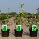 Lonicera kamtschatica 'Eisbär®' cont. 3,6L 40-50 cm +B