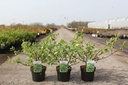Lonicera kamtschatica 'Eisbär®' cont. 3,6L 40-50 cm +f