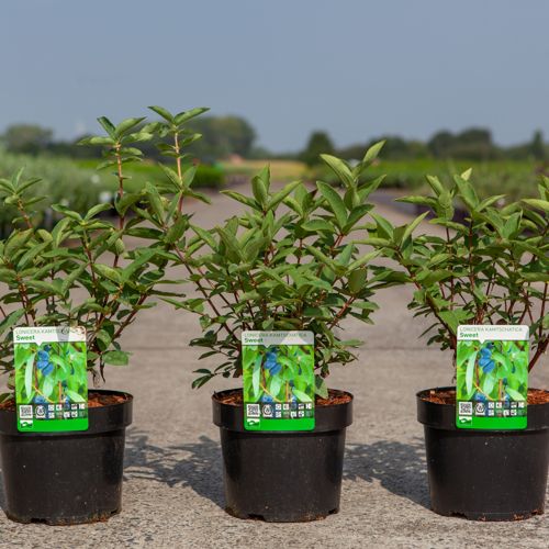 [P] Lonicera kamtschatica 'Sweet' MYBERRY cont. 3,6L 30-40 cm +B