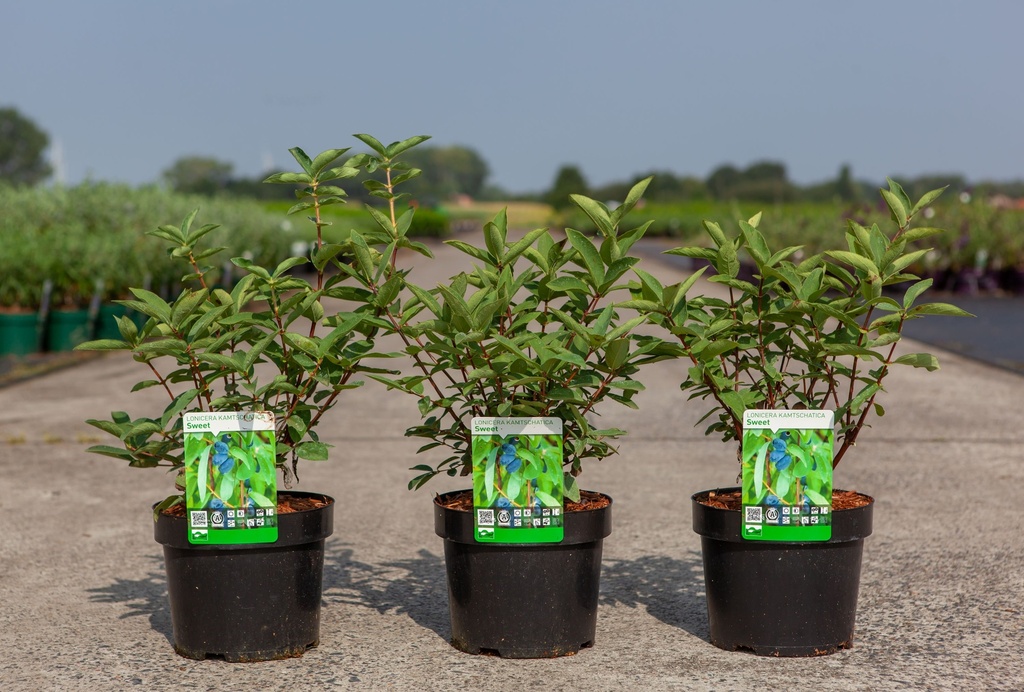 Lonicera kamtschatica 'Sweet' MYBERRY cont. 3,6L 30-40 cm +f