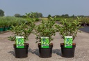 Lonicera kamtschatica 'Sweet' MYBERRY cont. 3,6L 30-40 cm +ф