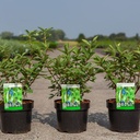 Lonicera kamtschatica 'Sweet' MYBERRY cont. 3,6L 30-40 cm +B