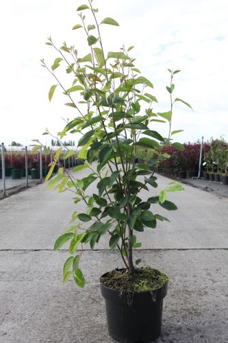 [P] Amelanchier lamarckii cont. 5L 80/+ cm