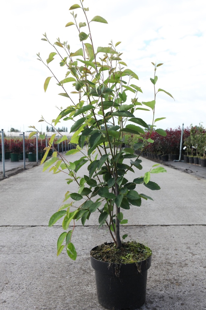 [P] Amelanchier lamarckii cont. 5L 80/+ cm