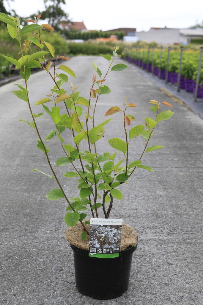 [P] Amelanchier lamarckii cont. 5L 80/+ cm