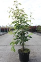 Amelanchier lamarckii cont. 5L 80/+ cm